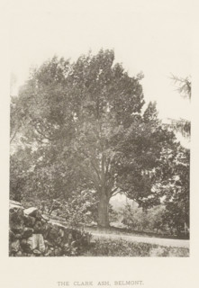 The Clark ash, Belmont, page, photomechanical print, number: 'XXXVII.', photographer: Henry Brooks,