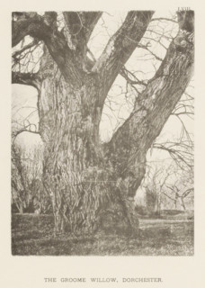 The Groome willow, Dorchester, page, photomechanical print, number: 'LVIII.', photographer: Henry