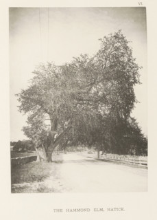 The Hammond elm, Natick, page, photomechanical print, number: 'VI.', photographer: Henry Brooks,