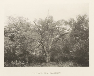 The old elm, Waverly, page, photomechanical print, number: 'IX.', photographer: Henry Brooks,