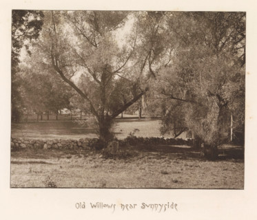 Willows on the estate of Sunnyside, page, photomechanical print, inscription: 'Old willows near