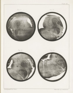 Four details of a sheep medulla oblongata, page, photomechanical print, number: 'Plate III. Fig. 9.