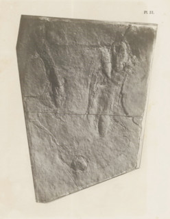 Footprints of the hind legs of a reptile, photograph, page, number: 'Pl. 31.', United States of