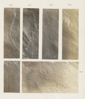Footprints of six insects or crustaceans, page, Fig. 1. a track of a Lithographus hieroglyphicus,