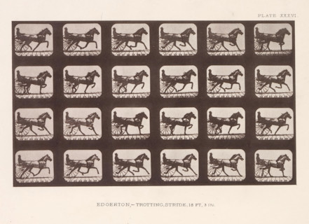 Edgerton, -Trotting. Stride, 18 Ft, 3 In, Twenty-four shots of a trotting horse with a cart behind