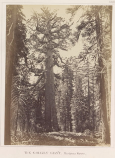 The Grizzly Giant, Mariposa Grove, View of the Grizzly Giant, a giant sequoia in the Mariposa