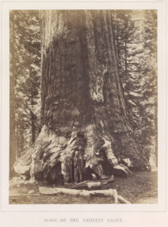 View of the base of Grizzly Giant, a giant sequoia in the Mariposa Grove, Base of the Grizzly