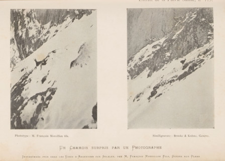 Un Chamois surpris par un Photographie, Two images of a chamois in the snow, page, photomechanical