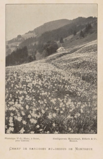 View of a field of daffodils near Montreux, Switzerland, Champs de narcisses au-dessus de Montreux,