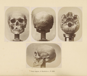 Four images of a Sami male skull, Cranio lappone, di Kautokeino ?, No. 2608, page, Top left a front