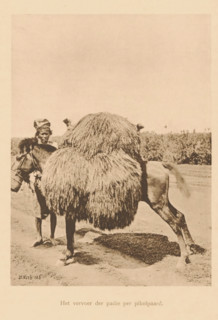 The transport of paddy by pikol horse, A loaded horse, page, photomechanical print, maker: