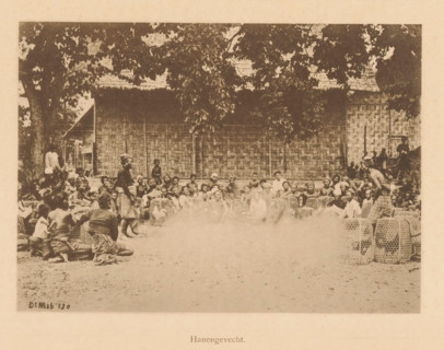 View of a group of unknown persons in a circle before a cockfight, Cockfight, page, photomechanical