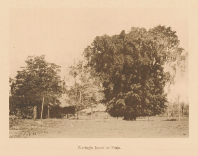 View of a weeping fig, Waringin tree in Praja, page, photomechanical print, maker: Christiaan Johan