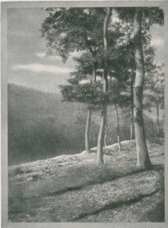 Eichen, Landscape with oak trees, page, photomechanical print, monogram: 'BX', photographer: