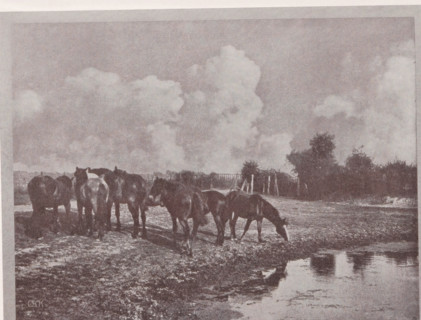 Horses in the meadow, Pferde, page, photomechanical print, monogram: 'BX', photographer: Otto