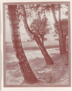 Landscape with trees, Baumstamm study, page, photomechanical print, monogram: 'BX', inscription: