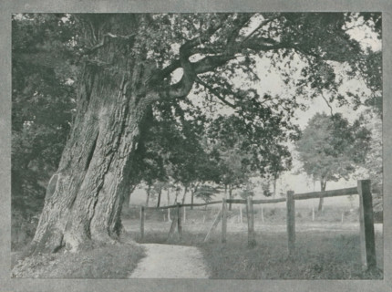 Baum study (Burg Schlitz), Landscape near Burg Schlitz, page, photomechanical print, inscription: