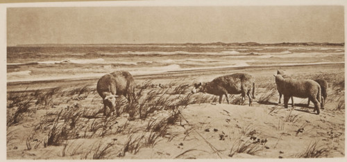 Im fernen west Dänemarks, Four sheep in the dunes by the sea, page, photomechanical print,