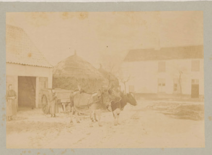 Farmer and farmer's wife with a cart pulled by two cows, photograph, page, c. 1888 - in or before