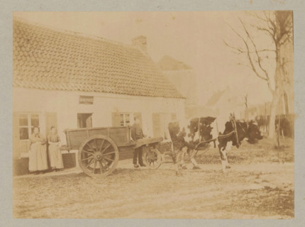 Farmer with a cart pulled by a cow, photograph, page, c. 1888 - in or before 1893, photographer,