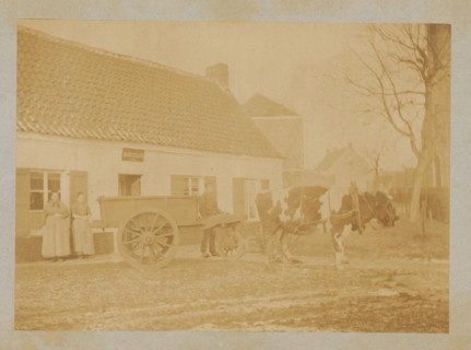 Farmer with a cart pulled by a cow, photograph, page, c. 1888 - in or before 1893, photographer,