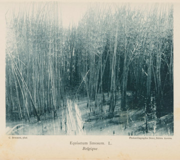 Hollow Pipe, Equisetum Limosum. L. Belgique, page, photomechanical print, inscription: 'Bull. Soc.
