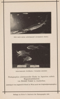 Two shots of fish in an aquarium, page, photomechanical print, inscription: 'Beilage zu Eder's