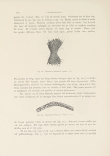 Hårborste af yucca leaf. Ruin 9, Brush or broom of Yucca leaves found in the Mesa Verde National