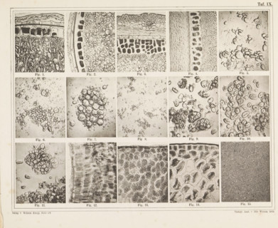 Sheet with microscopic images of the cell structure of fifteen types of flour and starch, page,