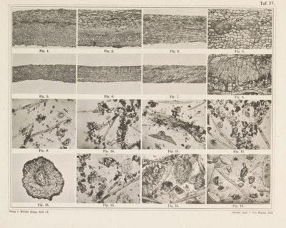 Sheet with sixteen microscopic images of cinnamon, page, photomechanical print, number: 'Taf. IV.',