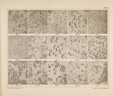 Sheet with microscopic images of the cell structure of fifteen types of flour and starch, page,
