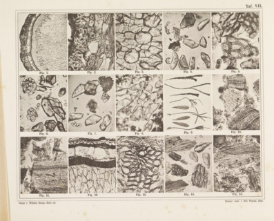 Sheet with fifteen microscopic images of the cell structure of pepper, saffron and cardamom, page,