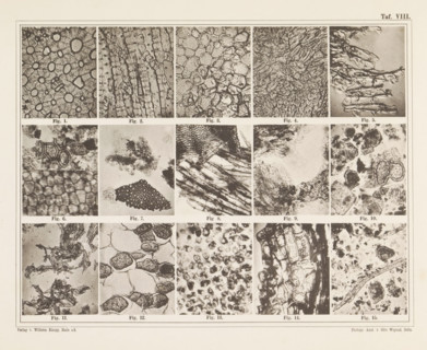 Sheet with fifteen microscopic images of the cell structure of fillers such as flour, wood and