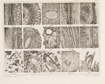 Sheet with seventeen microscopic images of the cell structure of cloves and vanilla, page,