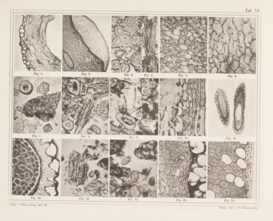 Sheet with sixteen microscopic images of the cell structure of allspice, chilli, mace and nutmeg,