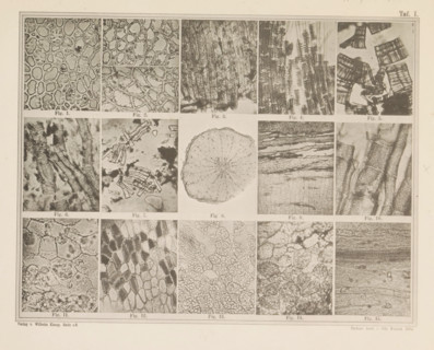 Sheet with fifteen microscopic images of the cell structure of coffee and coffee substitutes, page,