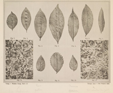 Sheet with fifteen images and microscopic images of tea leaves and other leaves for making tea,
