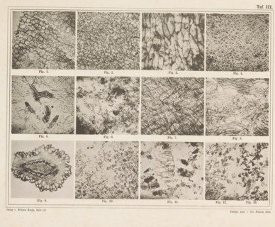 Sheet with thirteen microscopic images of cocoa, page, photomechanical print, number: 'Taf. III.',