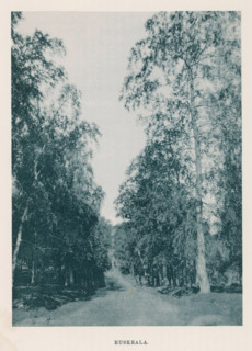 Buskeala., View of a path through a forest, page, photomechanical print, photographer: Impi