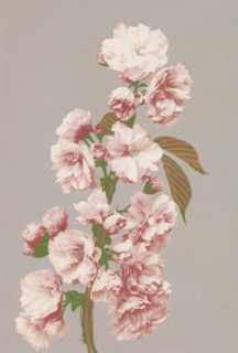 Cherry blossom, page, photomechanical print, photographer: attributed to Kazumasa Ogawa, Japan,