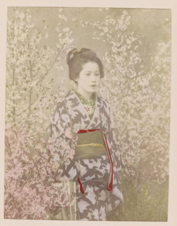 Portrait of a geisha among cherry blossoms, photograph, page, photographer: attributed to Kazumasa
