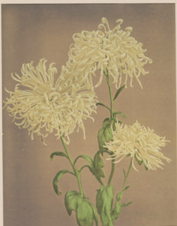 Three yellow chrysanthemums, page, photomechanical print, photographer: attributed to Kazumasa
