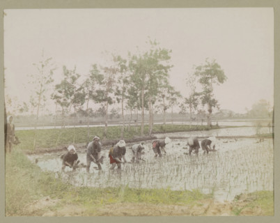 Farmers planting rice in a rice field, photograph, page, Japan, c. 1887 - in or before 1897,