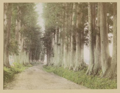 Road to Nikko with Japanese cedars, photograph, page, Japan, c. 1887 - in or before 1897,