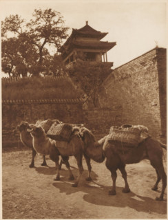 Camels, page, photomechanical print, photographer: Donald Mennie, Beijing, cliché maker: anonymous,