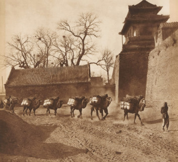 Camels on a path past a building, page, photomechanical print, photographer: Donald Mennie,