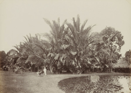 Saga Palms, Bot. Garden, Man posing in front of sago palms in the botanical garden of (presumably)