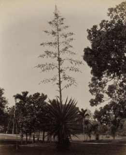 Tree (Furcraea Giganteus, green aloe) in a park, presumably in Ceylon, Furcraea Giganteus. Green
