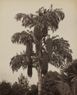 Sugar palm (Caryota Urens), presumably in Ceylon, Caryota Urens (Kitul), album page, photograph,