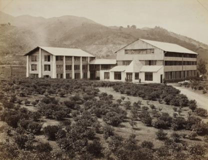 View of buildings and plantation of the Peradeniya tea factory in Ceylon, album page, photograph,